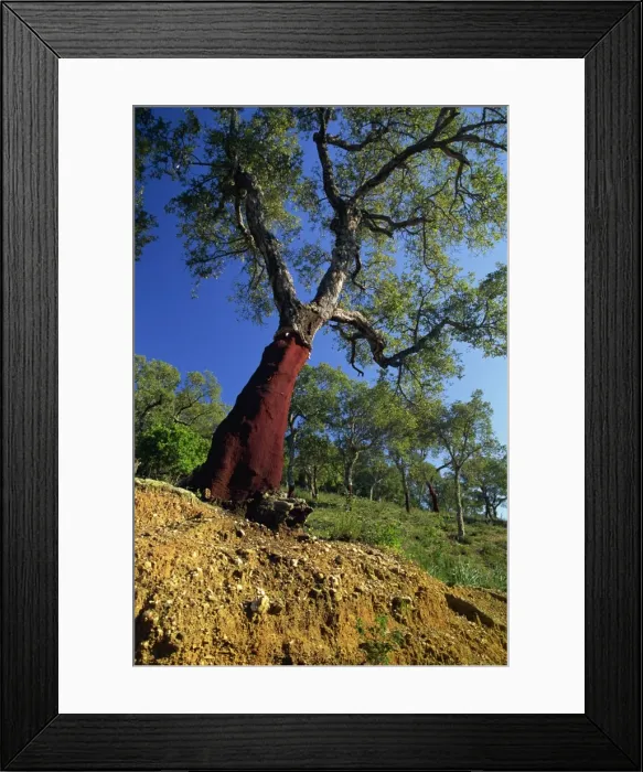 Framed Print : Cork Oak, Provence, France, Europe Framed Print : Cork Oak, Provence, France, Europe