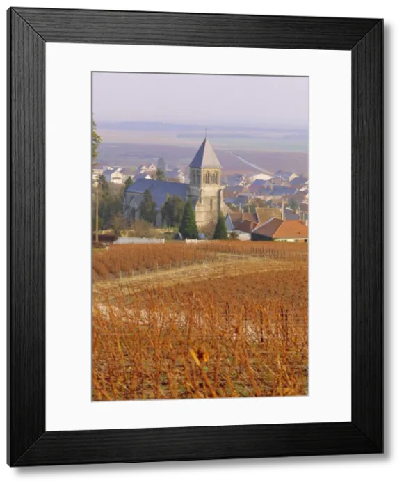 Framed Print : Vineyard, Le Mesnil sur Oger, Champagne, France, Europe Framed Print : Vineyard, Le Mesnil sur Oger, Champagne, France, Europe