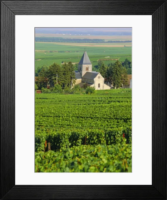 Framed Print : Vineyard, Oger, Champagne, France, Europe Framed Print : Vineyard, Oger, Champagne, France, Europe