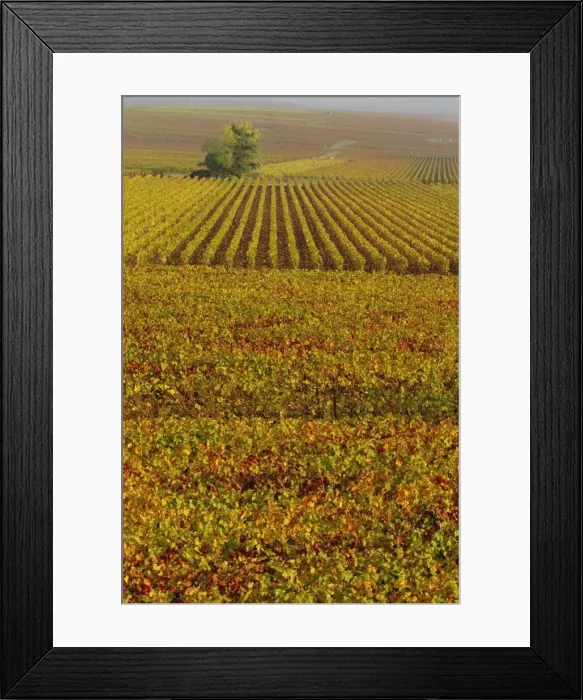 Framed Print : Vineyards in autumn, Champagne, France, Europe Framed Print : Vineyards in autumn, Champagne, France, Europe
