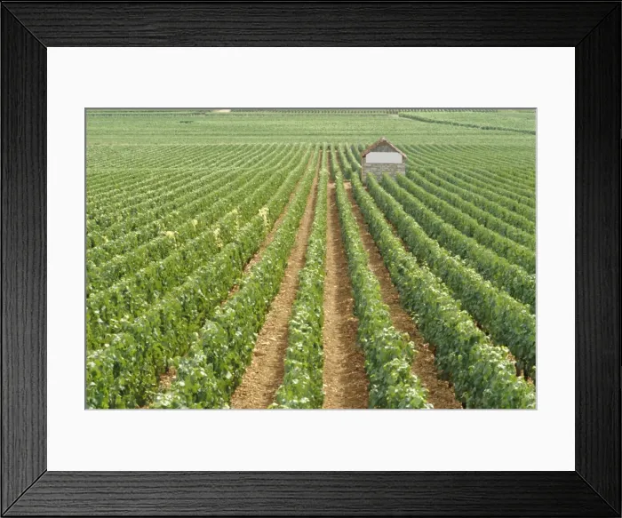 Framed Print : Meursault Genevrieres Premier Cru vineyard, Cote de Beaune, France, Europe Framed Print : Meursault Genevrieres Premier Cru vineyard, Cote de Beaune, France, Europe
