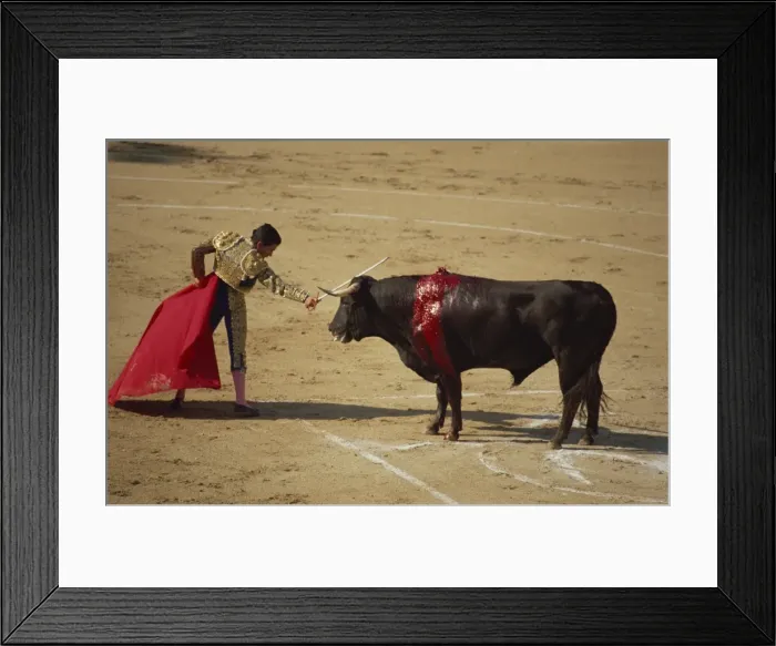 Framed Print : Matador with red cape and wounded bull bleeding during a bullfight in Arles Framed Print : Matador with red cape and wounded bull bleeding during a bullfight in Arles