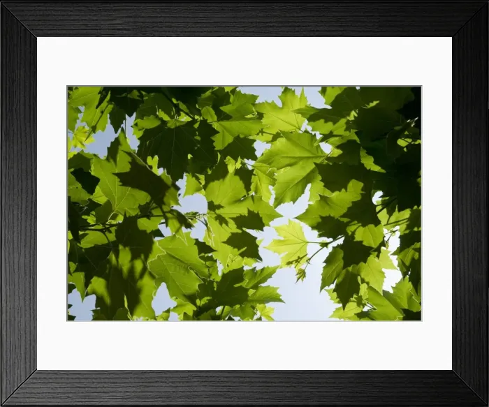 Framed Print : Vines near Saint Jean Pied de Port, Basque country, Pyrenees-Atlantiques Framed Print : Vines near Saint Jean Pied de Port, Basque country, Pyrenees-Atlantiques