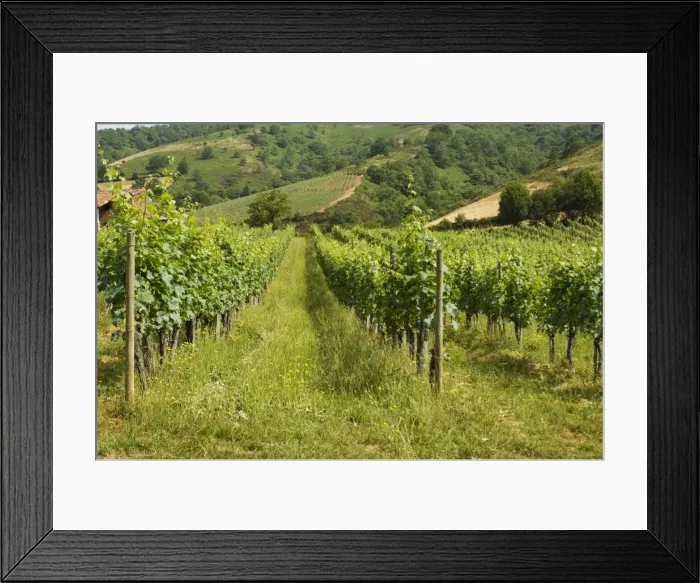 Framed Print : Vineyards in countryside near Saint Jean Pied de Port (St. -Jean-Pied-de-Port) Framed Print : Vineyards in countryside near Saint Jean Pied de Port (St. -Jean-Pied-de-Port)