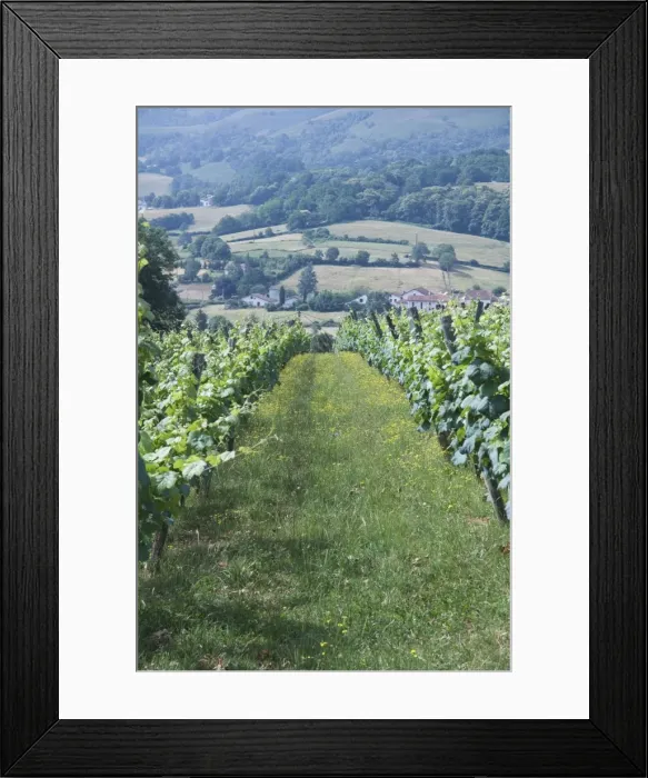 Framed Print : Vineyards in countryside near Saint Jean Pied de Port (St. -Jean-Pied-de-Port) Framed Print : Vineyards in countryside near Saint Jean Pied de Port (St. -Jean-Pied-de-Port)