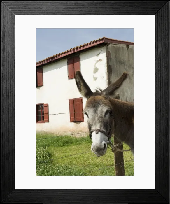 Framed Print : Donkey near St. Jean Pied de Port, Basque country, Pyrenees-Atlantiques Framed Print : Donkey near St. Jean Pied de Port, Basque country, Pyrenees-Atlantiques