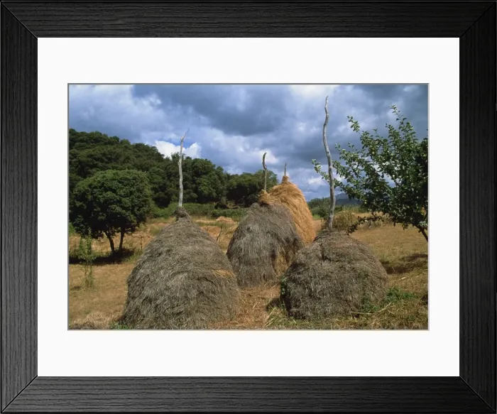 Framed Print : Traditional haystacks in a field, island of Corsica, France, Europe Framed Print : Traditional haystacks in a field, island of Corsica, France, Europe