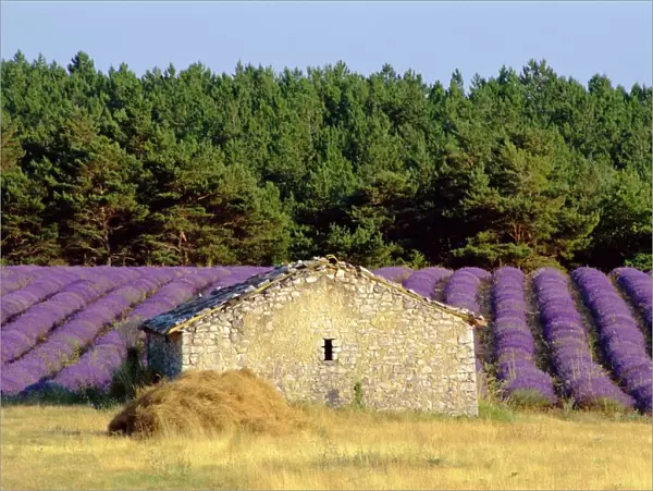 Stone building in lavender field, Plateau de Sault, Haute Provence, Provence