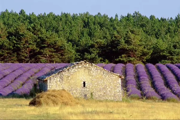 Stone building in lavender field, Plateau de Sault, Haute Provence, Provence
