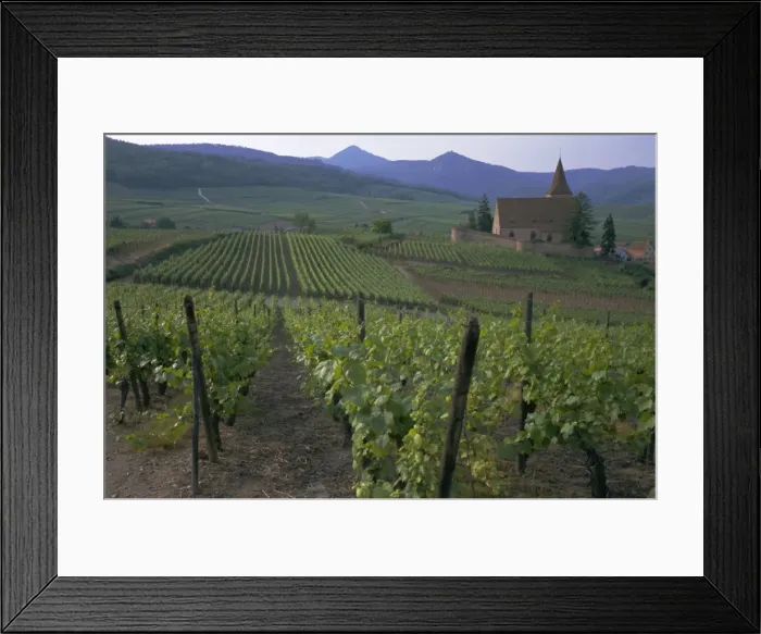 Framed Print : Vineyards, Hunawihr, Alsace, France, Europe Framed Print : Vineyards, Hunawihr, Alsace, France, Europe