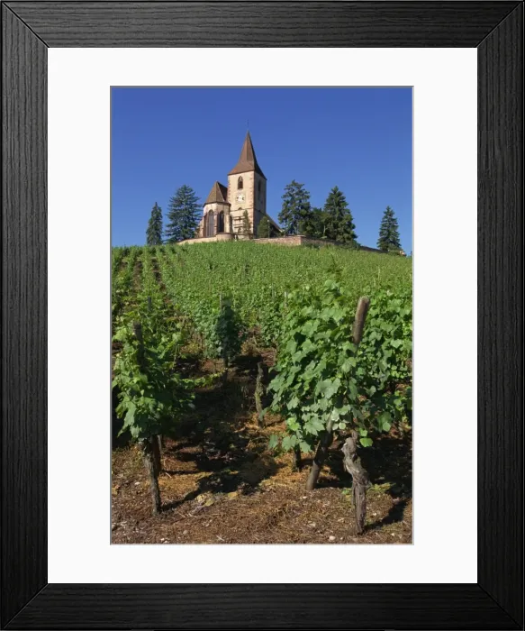 Framed Print : Vines lead up to church above the vineyard at Hunawihr in Alsace, France, Europe Framed Print : Vines lead up to church above the vineyard at Hunawihr in Alsace, France, Europe