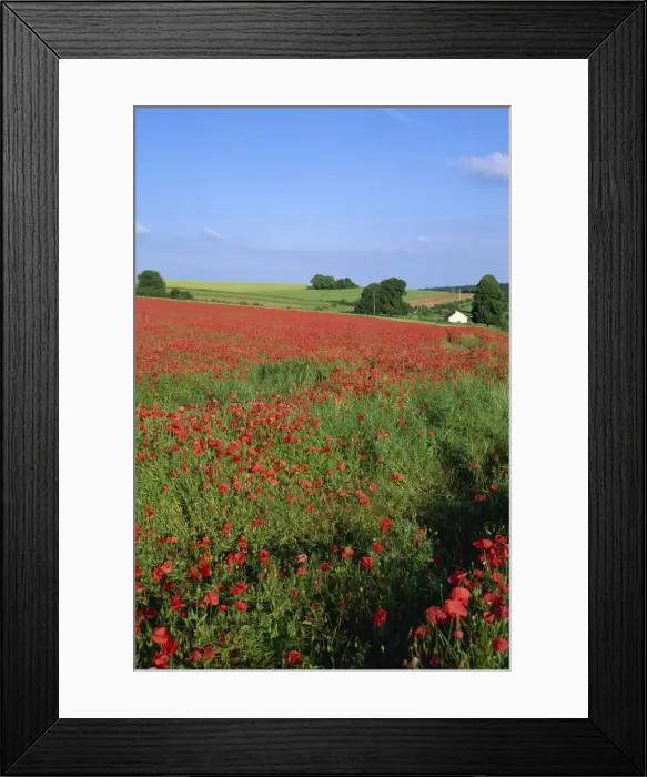 Framed Print : Landscape of a field of red poppies in flower in summer, near Beauvais Framed Print : Landscape of a field of red poppies in flower in summer, near Beauvais