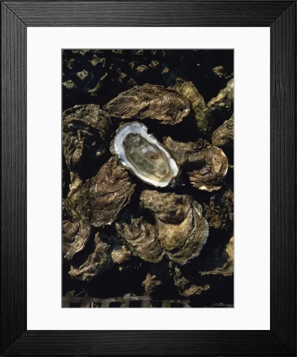 Framed Print : Fines de claires oysters from the Ors channel, Oleron Island, Charente-Maritime Framed Print : Fines de claires oysters from the Ors channel, Oleron Island, Charente-Maritime