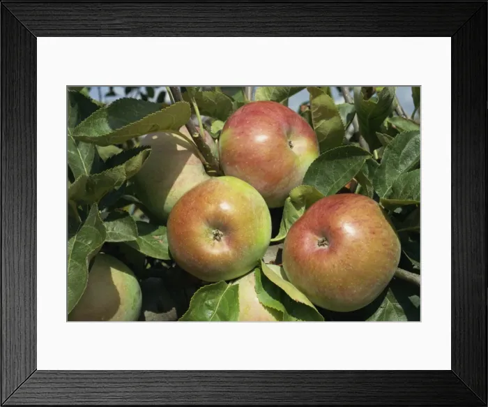 Framed Print : Ontario apples, Potager du Roi, Chateau de Versailles, France, Europe Framed Print : Ontario apples, Potager du Roi, Chateau de Versailles, France, Europe