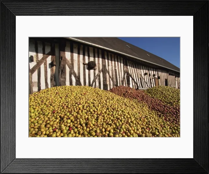 Framed Print : Piles of cider apples used for making calvados, Domaine Coeur de Lion, Normandie Framed Print : Piles of cider apples used for making calvados, Domaine Coeur de Lion, Normandie