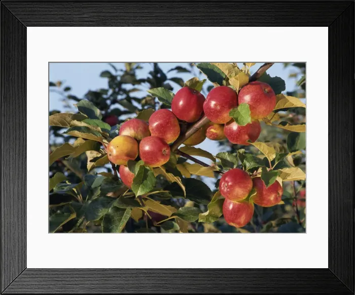 Framed Print : Frequin Rouge cider apples, Normandie, France, Europe Framed Print : Frequin Rouge cider apples, Normandie, France, Europe