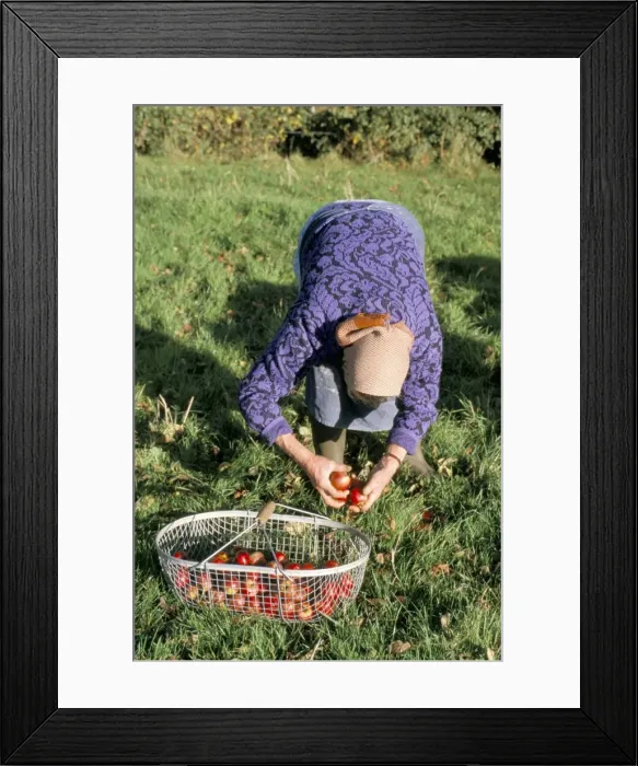 Framed Print : Woman gathering apples, Auge region, Normandy, France, Europe