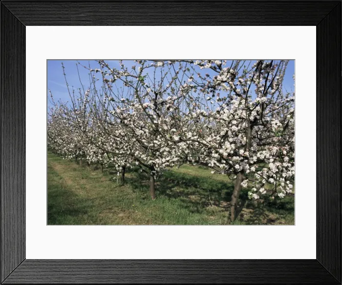 Framed Print : Apple trees in bloom, Normandie (Normandy), France, Europe Framed Print : Apple trees in bloom, Normandie (Normandy), France, Europe