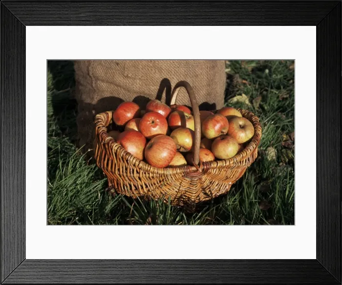 Framed Print : Basket of cider apples, Pays d Auge, Normandie (Normandy), France, Europe Framed Print : Basket of cider apples, Pays d Auge, Normandie (Normandy), France, Europe