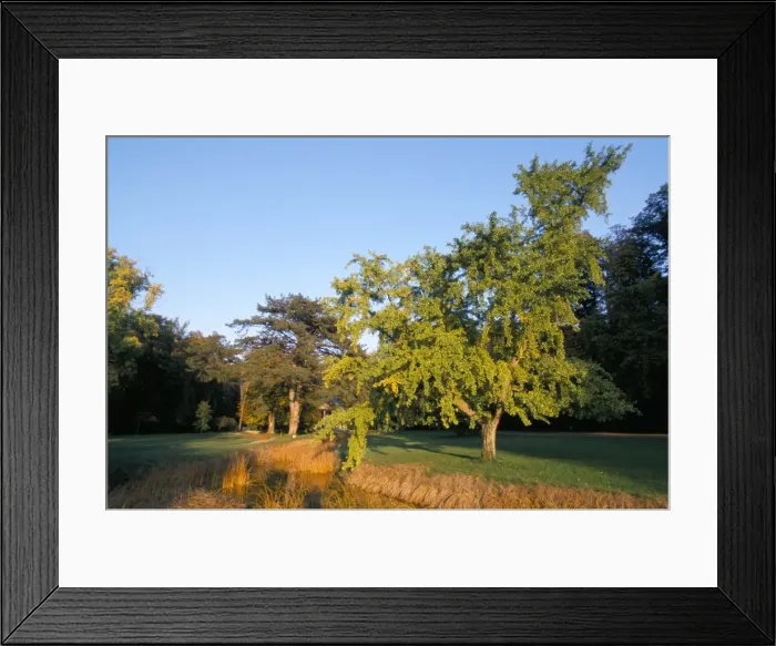 Framed Print : Jardin des Trianons (Trianons gardens), Chateau of Versailles, UNESCO World Heritage Site Framed Print : Jardin des Trianons (Trianons gardens), Chateau of Versailles, UNESCO World Heritage Site