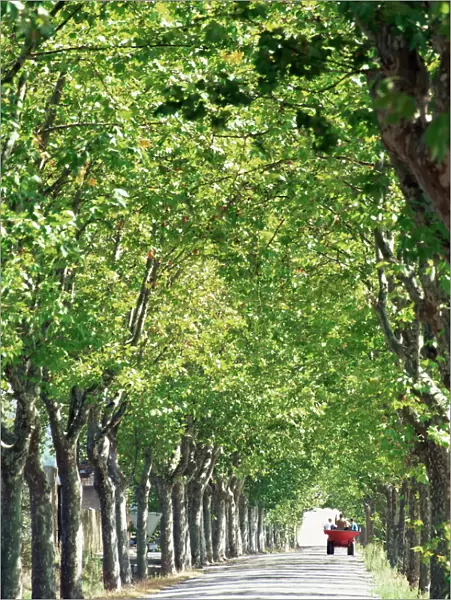Avenue of plane trees, Lancon, Bouches du Rhone, Provence, France, Europe