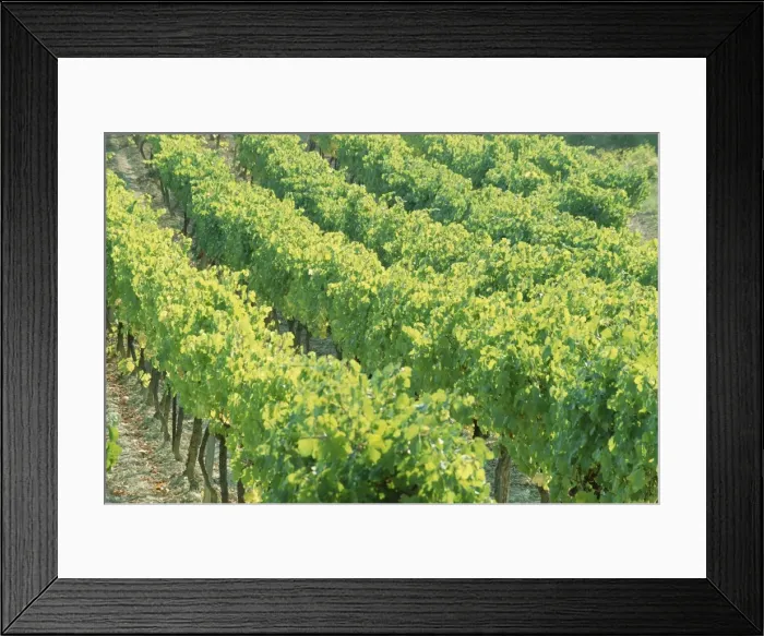 Framed Print : Row of vines in a vineyard, Provence, France, Europe Framed Print : Row of vines in a vineyard, Provence, France, Europe