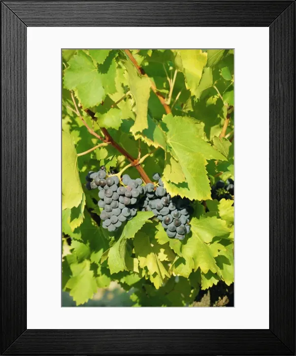 Framed Print : Grapes on vine, Provence, France, Europe Framed Print : Grapes on vine, Provence, France, Europe