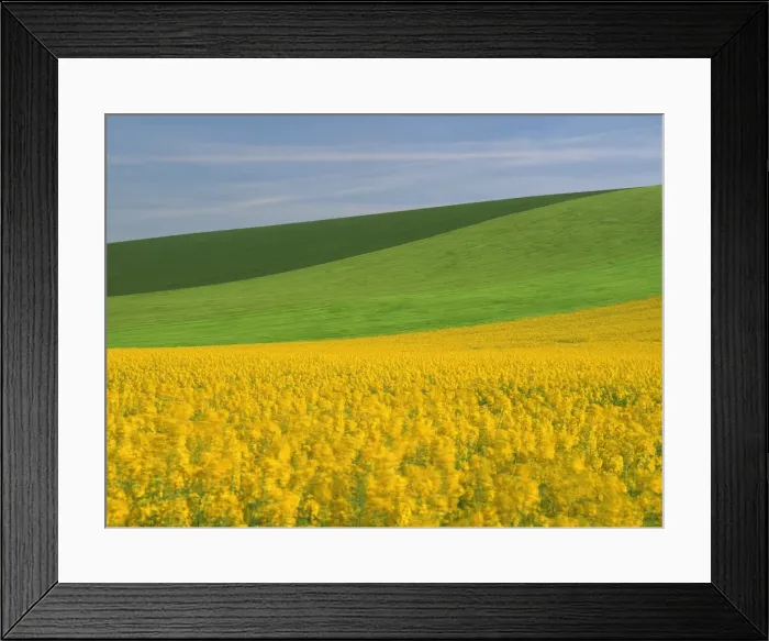 Framed Print : Patterned green and yellow agricultural landscape in spring with oil seed rape field in flower near Marcilly le Hayer, Aube Framed Print : Patterned green and yellow agricultural landscape in spring with oil seed rape field in flower near Marcilly le Hayer, Aube