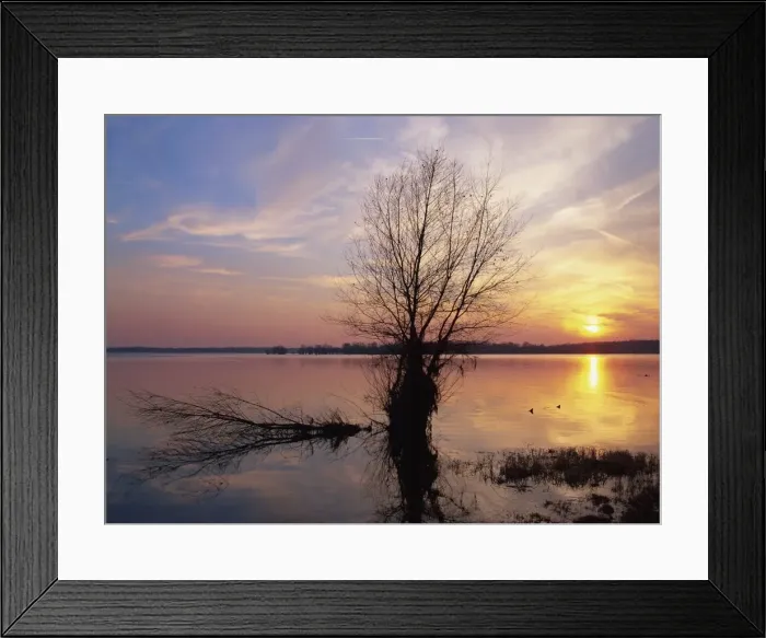 Framed Print : Tranquil scene of bare tree silhouetted against the winter sunset on the Lac du Der Chantecoq in the Champagne Ardennes Framed Print : Tranquil scene of bare tree silhouetted against the winter sunset on the Lac du Der Chantecoq in the Champagne Ardennes