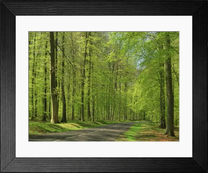 Framed Print : Empty rural road through woodland in the forest of Compiegne, Aisne, Picardie (Picardy) Framed Print : Empty rural road through woodland in the forest of Compiegne, Aisne, Picardie (Picardy)