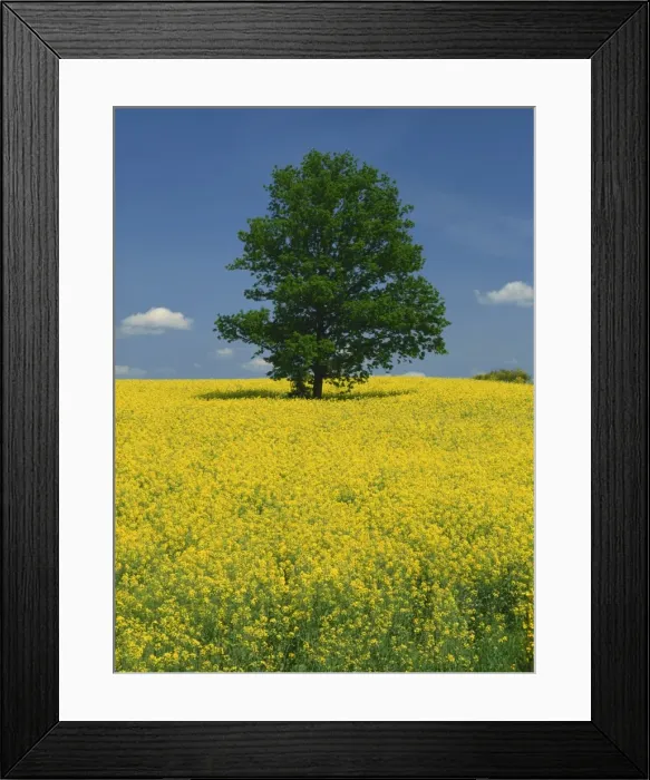 Framed Print : Single tree in a field of oil seed rape in flower near Pontivy in Brittany Framed Print : Single tree in a field of oil seed rape in flower near Pontivy in Brittany