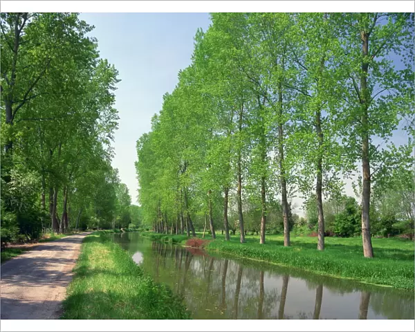 Tree lined river bank in spring, Marais Poitevin, Deux Sevres near Coulon