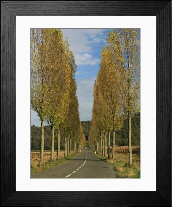 Framed Print : Poplars on both sides of an empty rural road near St. Mont, Les Landes Framed Print : Poplars on both sides of an empty rural road near St. Mont, Les Landes