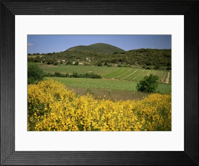 Framed Print : Vineyards near Moureze, Herault, Languedoc-Roussillon, France, Europe Framed Print : Vineyards near Moureze, Herault, Languedoc-Roussillon, France, Europe