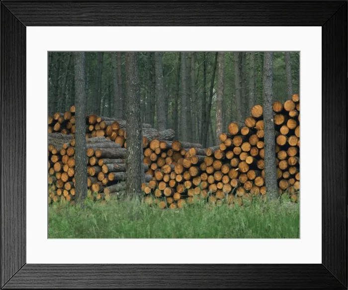 Framed Print : Piles of logs in woodland, Les Landes forest in Aquitaine, France, Europe Framed Print : Piles of logs in woodland, Les Landes forest in Aquitaine, France, Europe