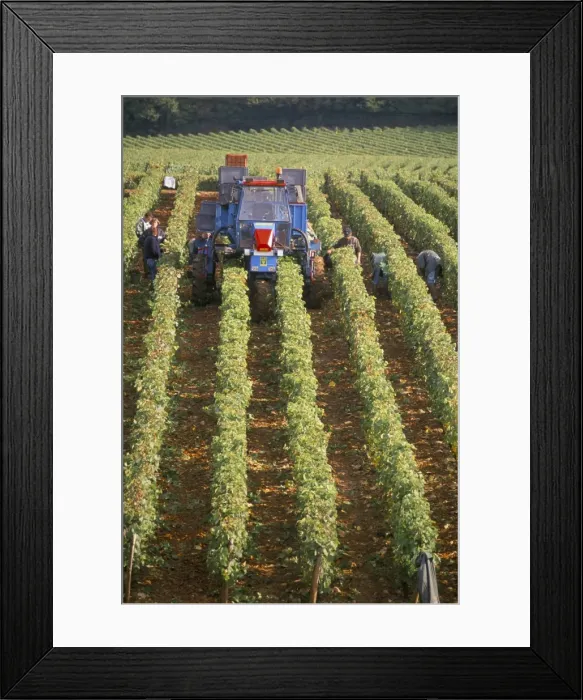 Framed Print : Harvesting grapes in a vineyard near Macon, Burgundy (Bourgogne), France, Europe Framed Print : Harvesting grapes in a vineyard near Macon, Burgundy (Bourgogne), France, Europe