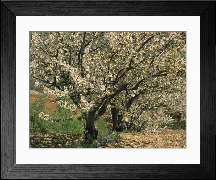 Framed Print : Spring blossom on trees near Gordes in Vaucluse, Provence, France, Europe Framed Print : Spring blossom on trees near Gordes in Vaucluse, Provence, France, Europe
