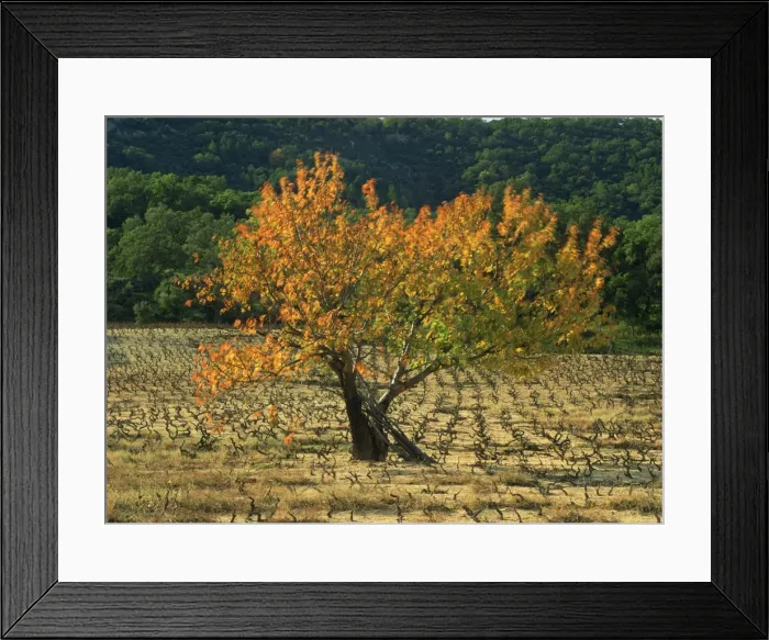 Framed Print : A fig tree in vineyards in autumn in Provence, France, Europe Framed Print : A fig tree in vineyards in autumn in Provence, France, Europe