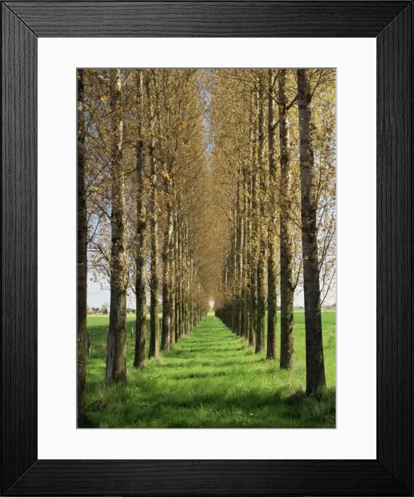 Framed Print : Avenue of trees, Haute Normandie (Normandy), France, Europe Framed Print : Avenue of trees, Haute Normandie (Normandy), France, Europe
