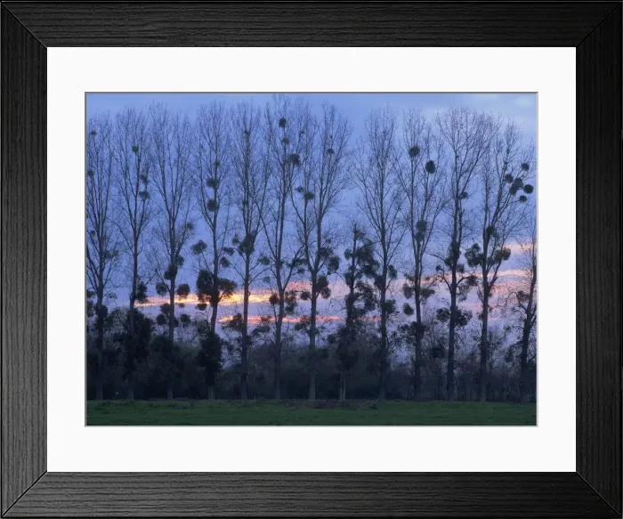 Framed Print : Silhouettes of trees at dusk in Loire, Centre, France, Europe Framed Print : Silhouettes of trees at dusk in Loire, Centre, France, Europe