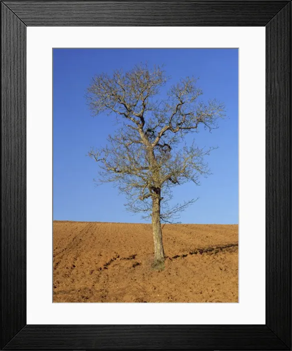 Framed Print : A single bare tree in a field near Irancy, in Burgundy, France, Europe Framed Print : A single bare tree in a field near Irancy, in Burgundy, France, Europe