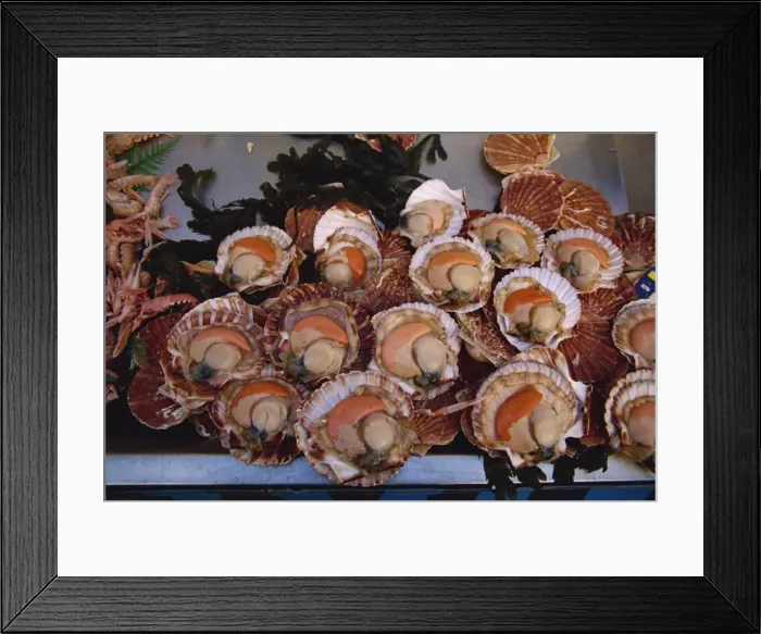Framed Print : Close-up of scallops in their shells for sale in a market in Loire Centre, France, Europe Framed Print : Close-up of scallops in their shells for sale in a market in Loire Centre, France, Europe