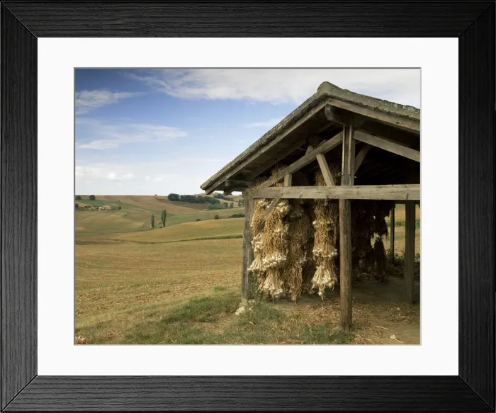 Framed Print : Garlic drying, near Condom, Gascony, Midi Pyrenees, France, Europe Framed Print : Garlic drying, near Condom, Gascony, Midi Pyrenees, France, Europe