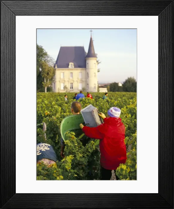 Framed Print : Grape harvesting, Chateau Pichon Longueville, Pauillac, Medoc, Aquitaine, France, Europe Framed Print : Grape harvesting, Chateau Pichon Longueville, Pauillac, Medoc, Aquitaine, France, Europe