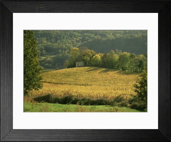 Framed Print : Vineyards in autumn, near Arbois, Jura, Franche Comte, France, Europe Framed Print : Vineyards in autumn, near Arbois, Jura, Franche Comte, France, Europe