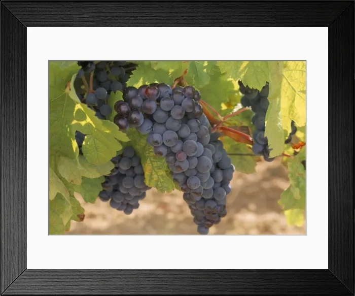 Framed Print : Cabernet sauvignon grapes, Malaga, Aquitaine, France, Europe Framed Print : Cabernet sauvignon grapes, Malaga, Aquitaine, France, Europe