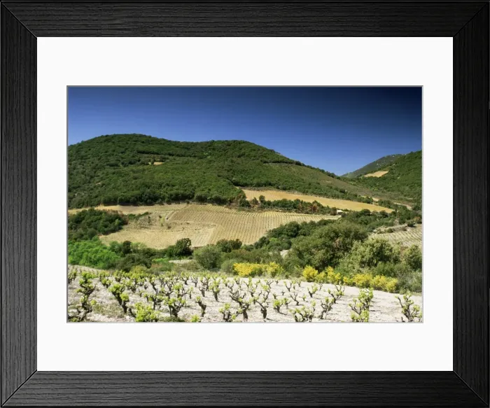 Framed Print : Corbiere vineyards near Durban, Languedoc-Roussillon, France, Europe Framed Print : Corbiere vineyards near Durban, Languedoc-Roussillon, France, Europe