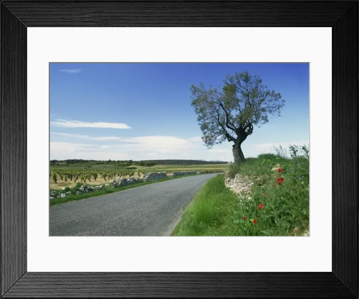 Framed Print : Empty rural road with tree and wild flowers near Montpeyroux, Herault, in Languedoc Roussillon Framed Print : Empty rural road with tree and wild flowers near Montpeyroux, Herault, in Languedoc Roussillon