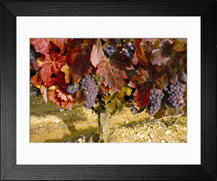 Framed Print : Close-up of Grenache grapes, Provence, France, Europe Framed Print : Close-up of Grenache grapes, Provence, France, Europe