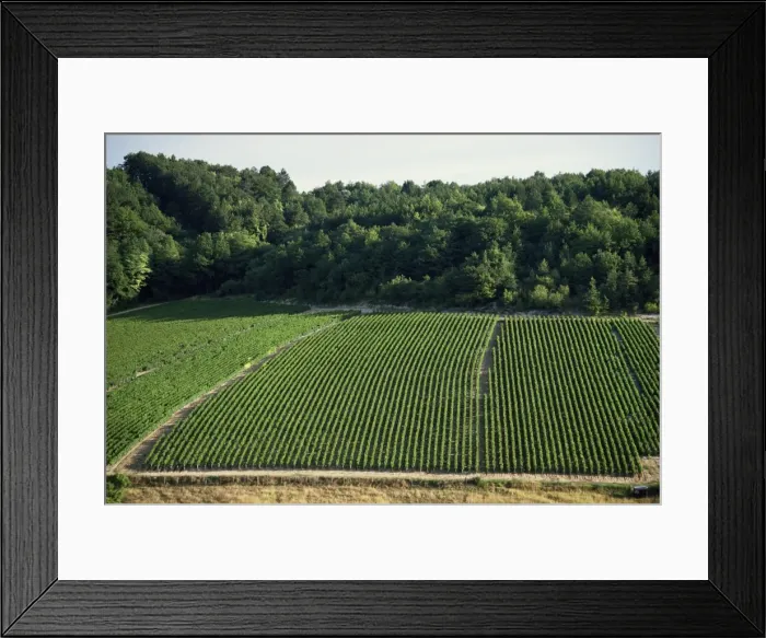 Framed Print : Chablis vineyards, Fleys, near Chablis, Yonne, Burgunday, France, Europe Framed Print : Chablis vineyards, Fleys, near Chablis, Yonne, Burgunday, France, Europe